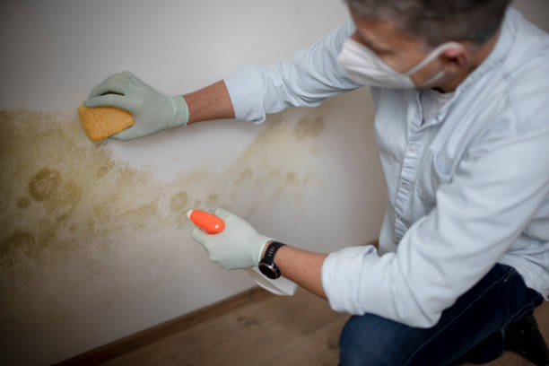 Best Mold Removal Company Near Me  in Circle D Kc Estates, TX