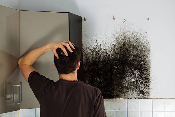 Best Affordable Mold Removal  in Circle D Kc Estates, TX
